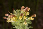 Lousewort